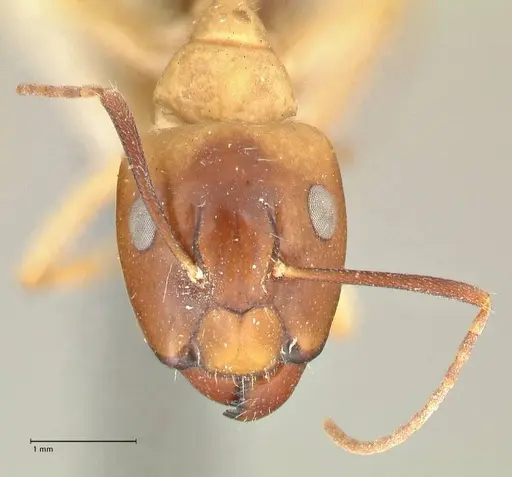 Camponotus tinctus - FOCOL2388