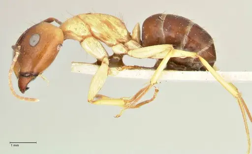 Camponotus tinctus - FOCOL2388