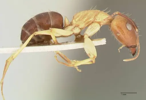 Camponotus tinctus - FOCOL2388