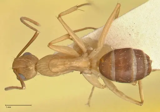 Camponotus tinctus - FOCOL2389