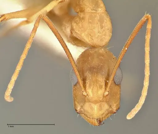 Camponotus tinctus - FOCOL2389