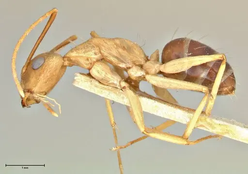 Camponotus tinctus - FOCOL2389