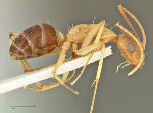 Camponotus tinctus - FOCOL2389