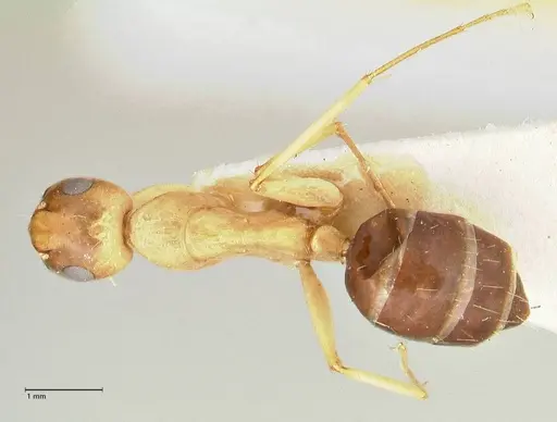 Camponotus tinctus - FOCOL2390