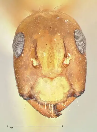 Camponotus tinctus - FOCOL2390