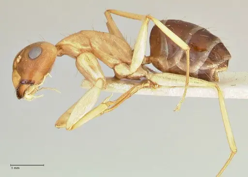 Camponotus tinctus - FOCOL2390