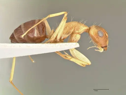 Camponotus tinctus - FOCOL2390