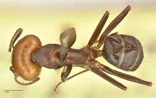 Camponotus tinctus - FOCOL2403