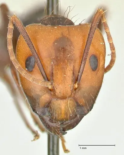 Camponotus tinctus - FOCOL2403