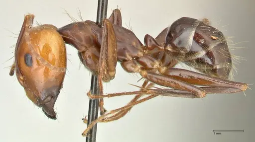 Camponotus tinctus - FOCOL2403
