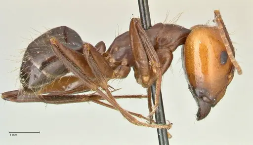 Camponotus tinctus - FOCOL2403