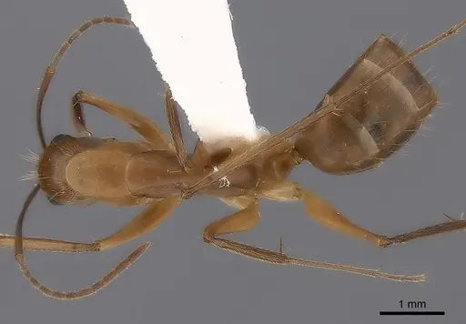 Camponotus tonduzi specimen