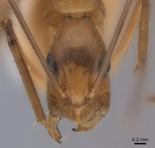 Camponotus tonduzi specimen