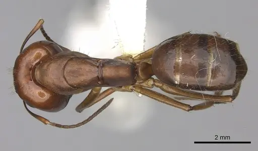 Camponotus tonduzi - CASENT0619261