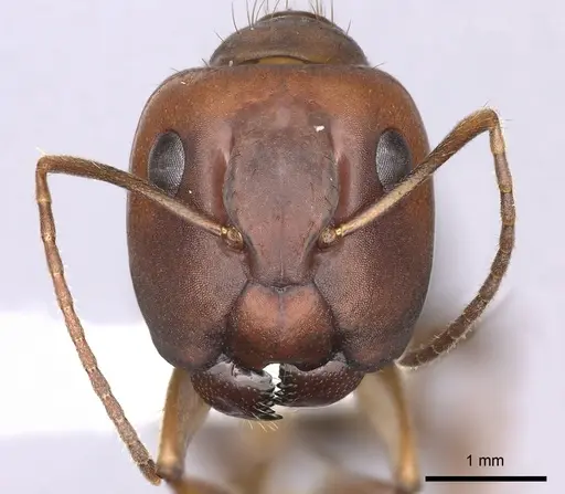 Camponotus tonduzi - CASENT0619261