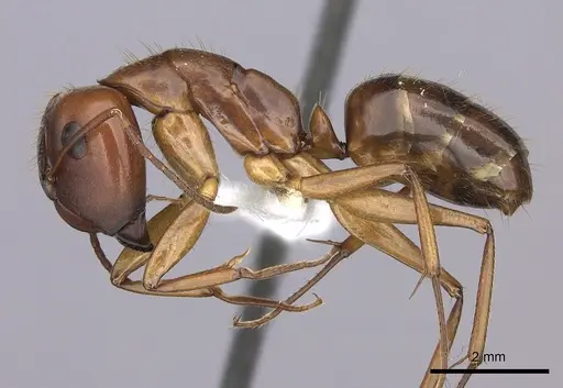 Camponotus tonduzi - CASENT0619261
