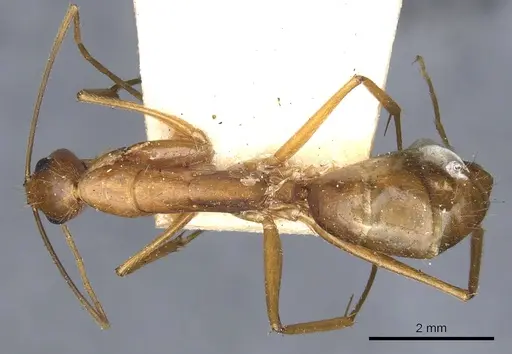 Camponotus tonduzi - CASENT0903631