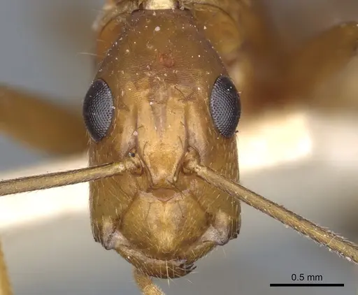 Camponotus tonduzi - CASENT0903631