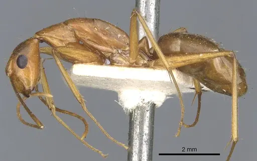 Camponotus tonduzi - CASENT0903631