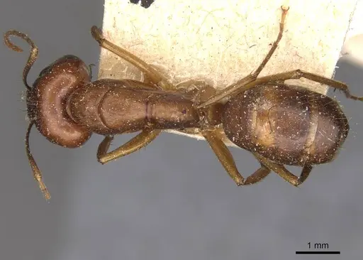 Camponotus tonduzi - CASENT0910665