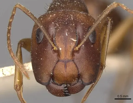 Camponotus tonduzi - CASENT0910665