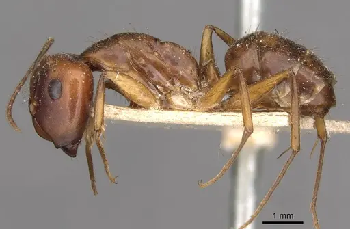 Camponotus tonduzi - CASENT0910665