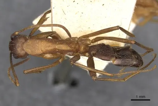 Camponotus tonduzi - CASENT0910666