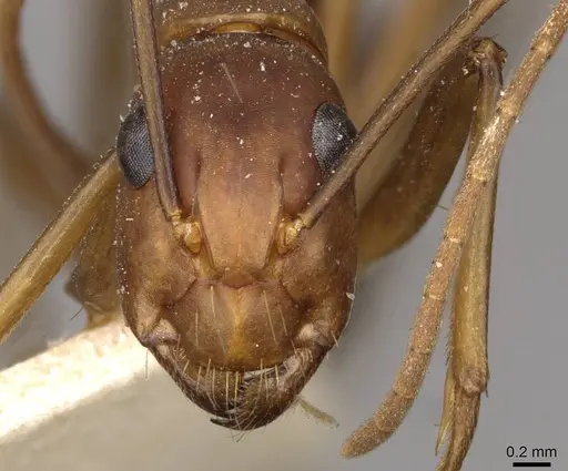 Camponotus tonduzi - CASENT0910666