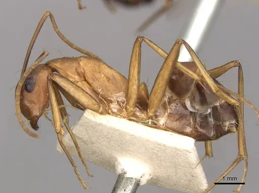 Camponotus tonduzi - CASENT0910666