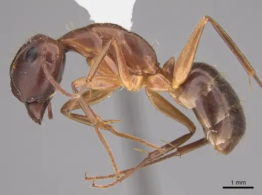 Camponotus tonduzi - CASENT0923558