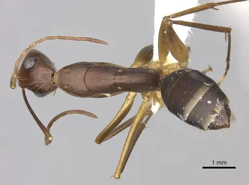 Camponotus tonduzi - JTLC000008168