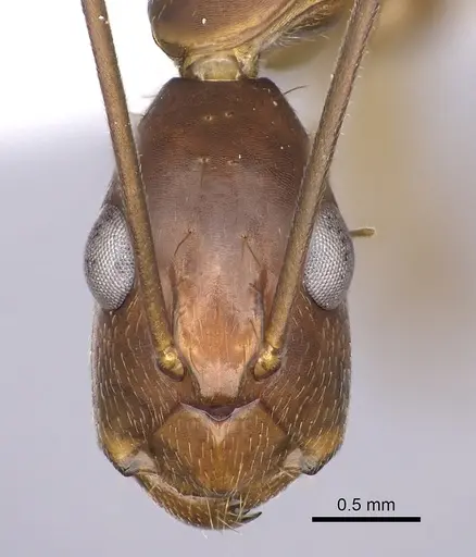 Camponotus tonduzi - JTLC000008168
