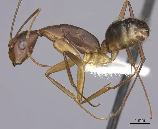 Camponotus tonduzi - JTLC000008168