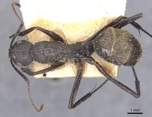 Camponotus tonkinus specimen