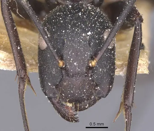 Camponotus tonkinus specimen