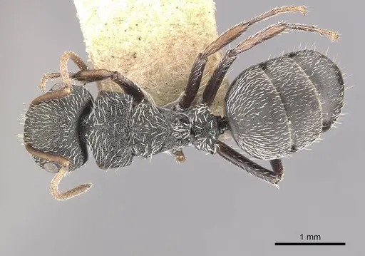 Camponotus toussainti specimen