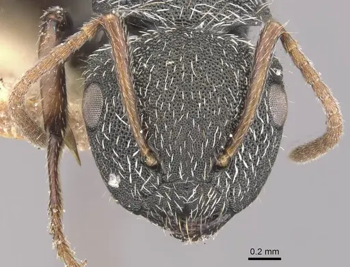 Camponotus toussainti specimen