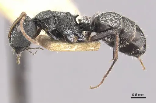 Camponotus toussainti specimen