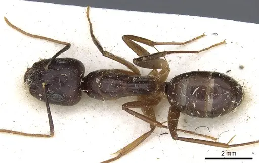 Camponotus traegaordhi specimen