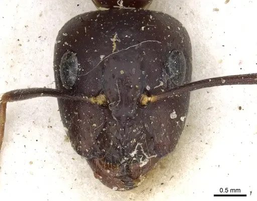 Camponotus traegaordhi specimen