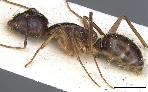 Camponotus traegaordhi specimen