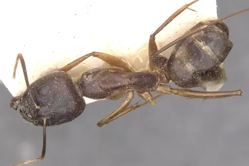 Camponotus traegaordhi - CASENT0910045