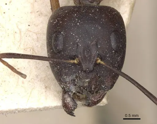 Camponotus traegaordhi - CASENT0910045