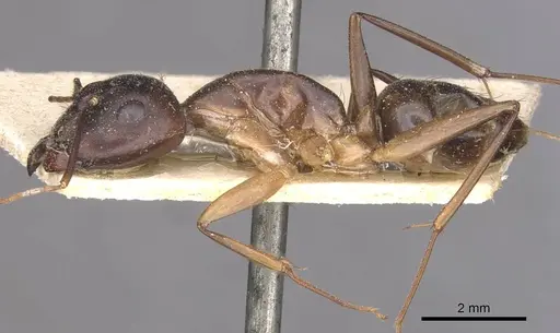 Camponotus traegaordhi - CASENT0910045