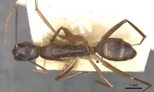 Camponotus traegaordhi - CASENT0910046