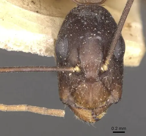 Camponotus traegaordhi - CASENT0910046