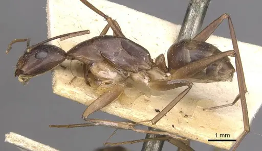 Camponotus traegaordhi - CASENT0910046