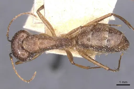 Camponotus traegaordhi - CASENT0912073