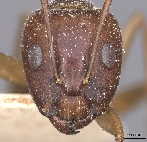 Camponotus traegaordhi - CASENT0912073