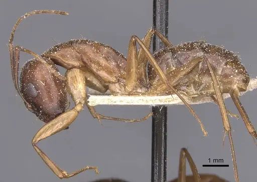 Camponotus traegaordhi - CASENT0912073